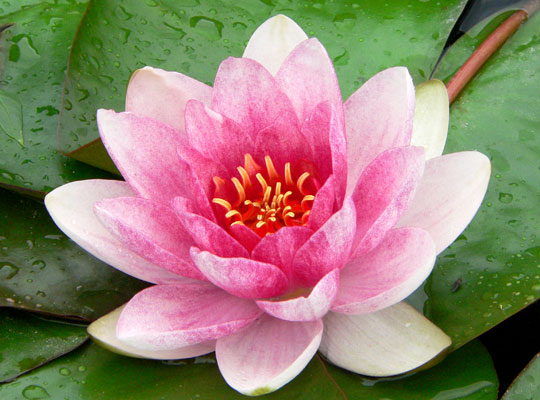 Acupuncture and Oriental Medicine