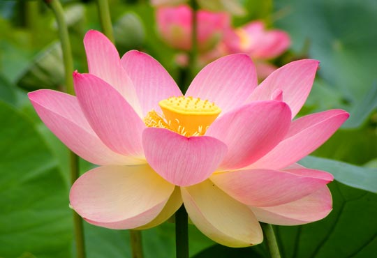 Acupuncture and Oriental Medicine