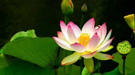 Acupuncture and Oriental Medicine