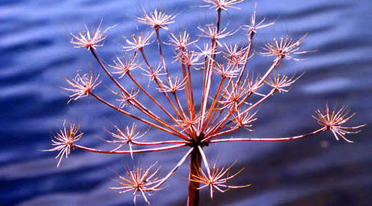 Acupuncture and Oriental Medicine