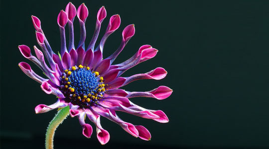 Acupuncture and Oriental Medicine