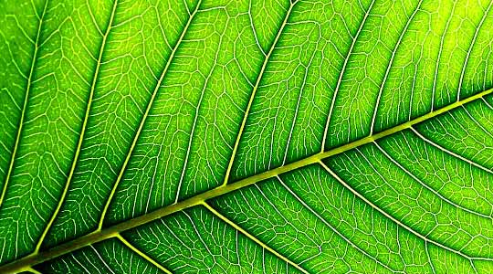 Acupuncture and Oriental Medicine