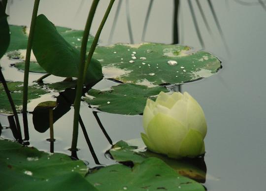 Beth Bright, Rocky Mountain Acupuncture, Lakewood