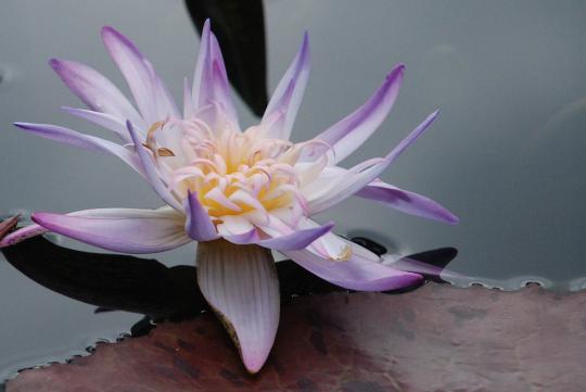 Acupuncture and Oriental Medicine